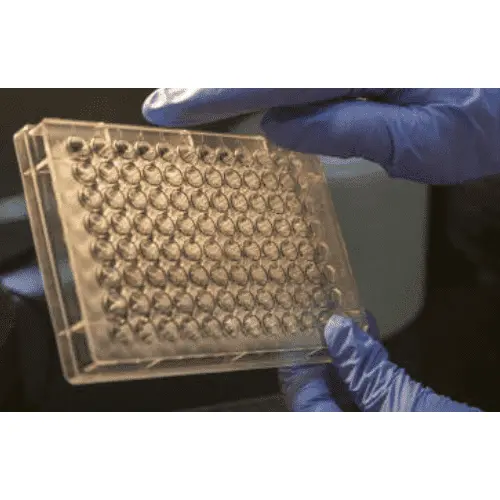 2x HBS; pH7.5 ((Sterile; Tessuto Culture Grade) : 500 mL